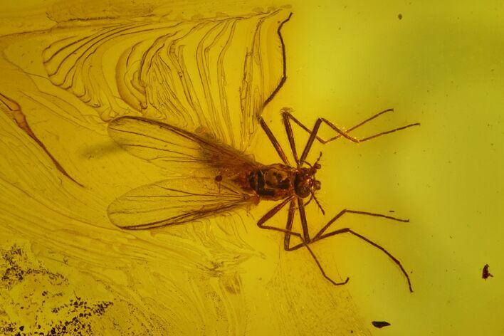 Detailed Fossil Fly (Chironomidae) In Baltic Amber #170071